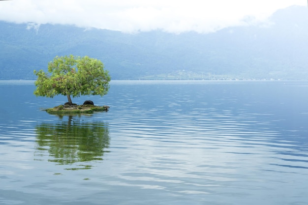 Une petite île avec un arbre dessus