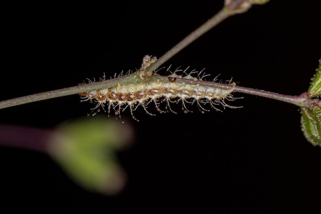 Petite larve de papillon de l'ordre des lépidoptères