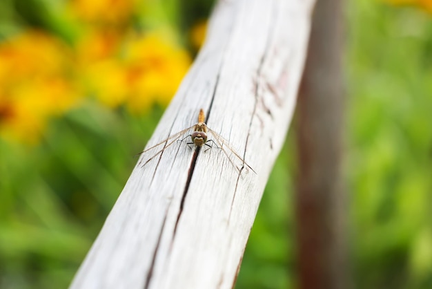 Petite libellule sur bâton en bois dans un parc en été