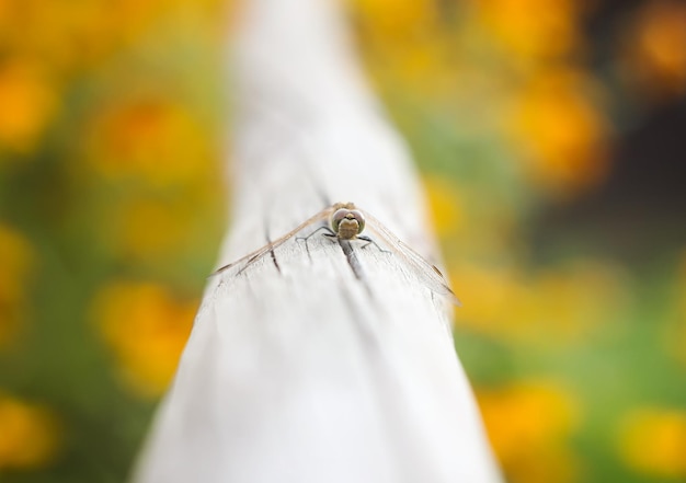 Petite libellule sur bâton en bois dans un parc en été