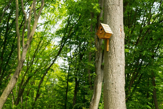 Petite maison d'oiseau sur un grand arbre en arrière-plan du parc pour le thème de la nature