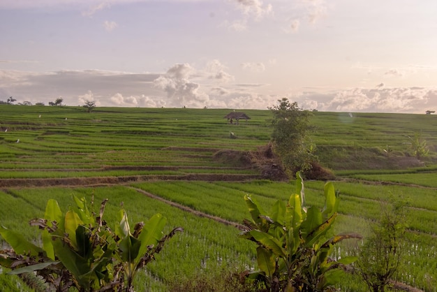 Petite maison et rizières en terrasses à Pringsewu, Lampung. belles rizières swale avec un ciel clair