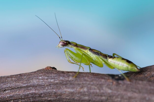 Petite mante fourmi asiatique sur branche avec arrière-plan flou gros plan d'insectes