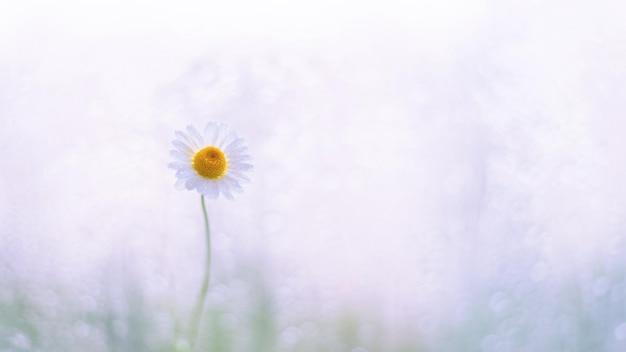 Petite marguerite à la fenêtre