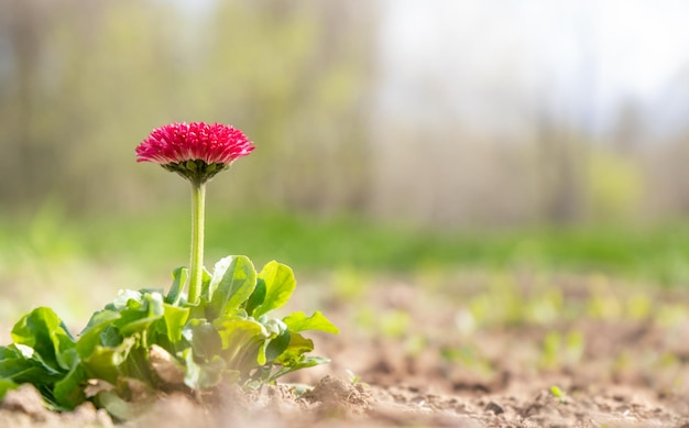 Une petite marguerite rouge vif pousse seule dans un champ au sol par une belle journée ensoleillée