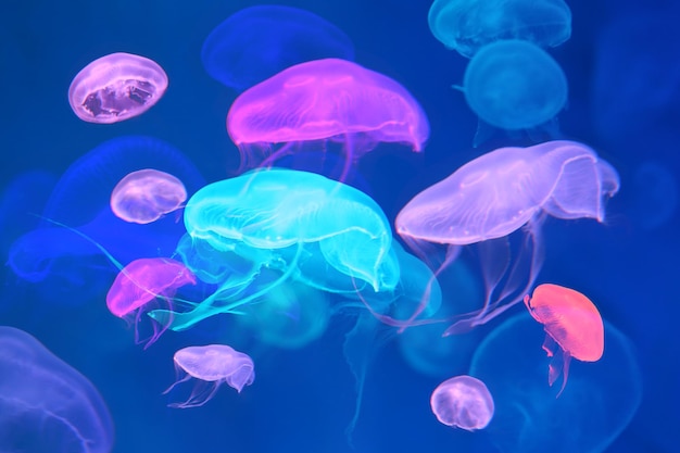 Petite méduse ou méduse aux couleurs vives des lumières de la lampe Blacklight