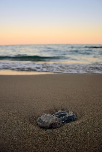 Une petite méduse se trouve sur une plage de sable sur un arrière-plan flou du ciel du soir