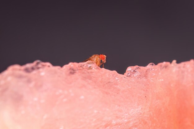 Petite mouche des fruits adulte