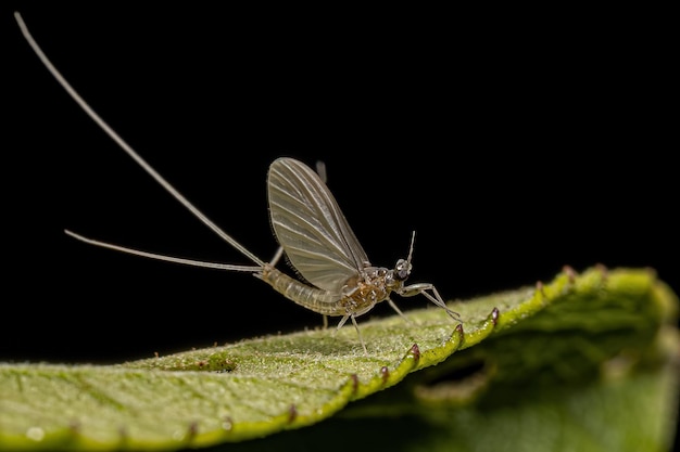 Petite mouche de mai adulte