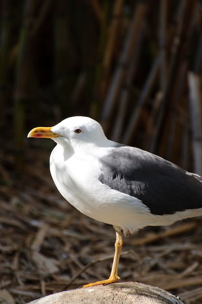 petite mouette à fourrure blanche sur le dos