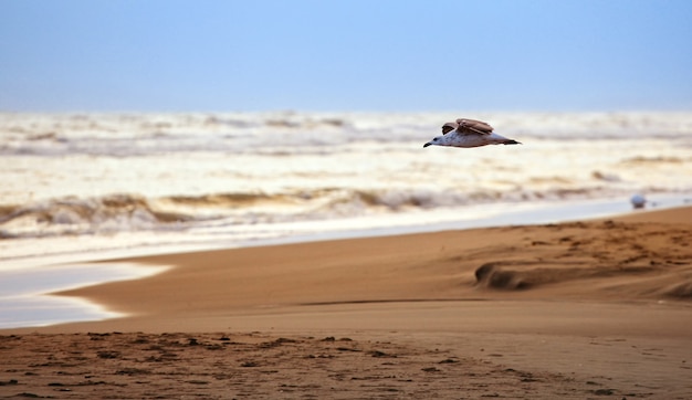 Petite mouette volant à la plage