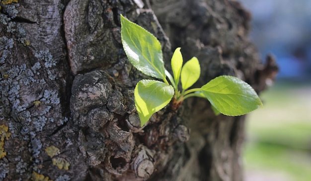 Petite nouvelle feuille sur l'arbre