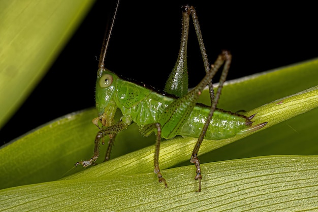 Petite nymphe Katydid des prés