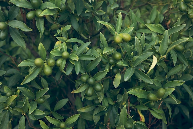 petite orange sur un buisson, kumquat