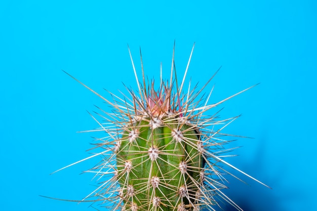 Petite partie cactus Echinocereus stramineus avec de longues épines sur fond bleu Gros plan