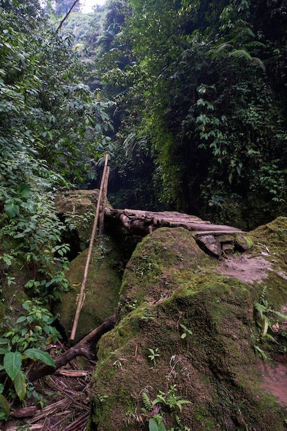 Petite passerelle autour de la forêt