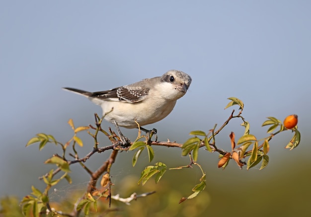 Petite pie-grièche grise (Lanius minor) est assise sur une branche d'églantier contre un ciel bleu