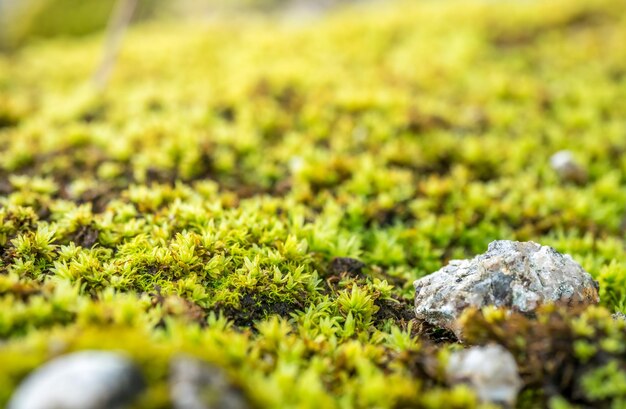 Petite pierre sur l'herbe