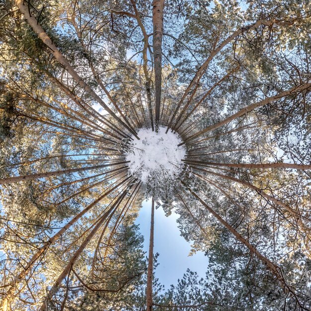 Photo petite planète d'hiver dans la forêt de pinède couverte de neige transformation du panorama sphérique à 360 degrés vue aérienne abstraite sphérique dans la forêt courbure de l'espace