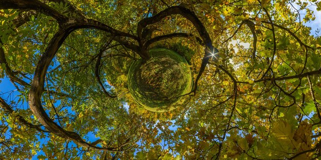 Petite planète hyperbolique projection de panorama sphérique sous le chêne jaune au jour d'automne ensoleillé dans le parc avec ciel bleu et nuages