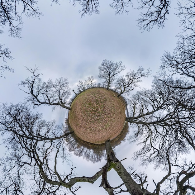 Petite planète transformation du panorama sphérique à 360 degrés Vue aérienne abstraite sphérique dans une chênaie avec des branches maladroites à la fin de l'automne Courbure de l'espace