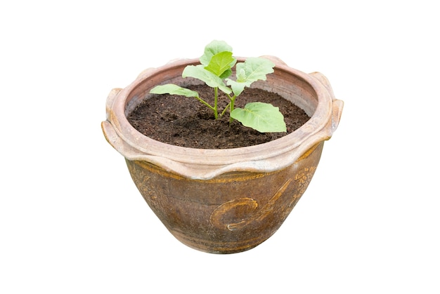 Une petite plantation d'arbres en pot "Terra Cotta" isolé sur blanc avec chemin de détourage.