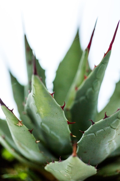 Petite plante d'agave sur fond blanc.