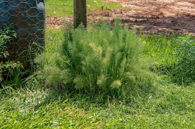 Petite plante d'anis de l'espèce Pimpinella anisum