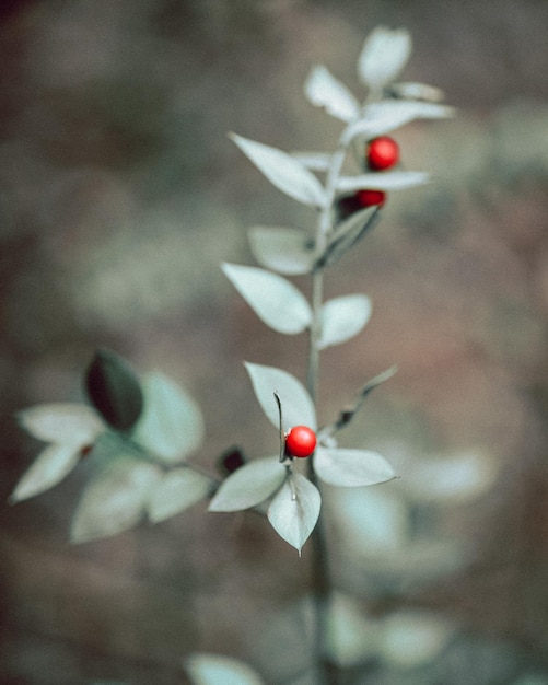 Une petite plante avec une baie rouge dessus