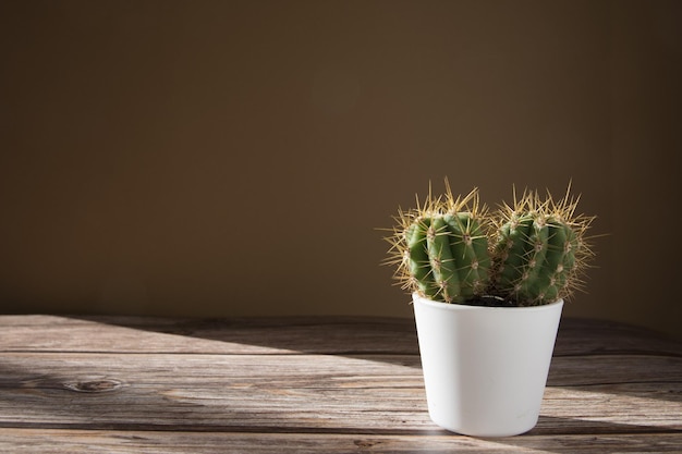 Petite plante de cactus sur un bureau