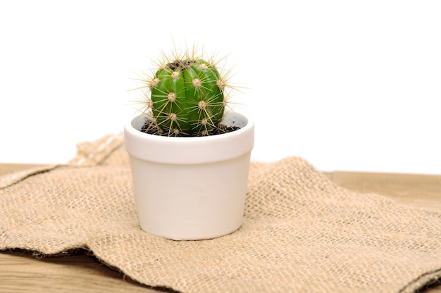 Petite plante de cactus en pot en céramique