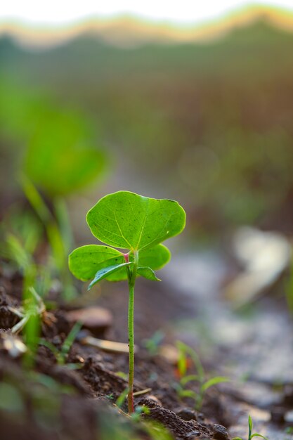 Petite plante de coton, Born Concept