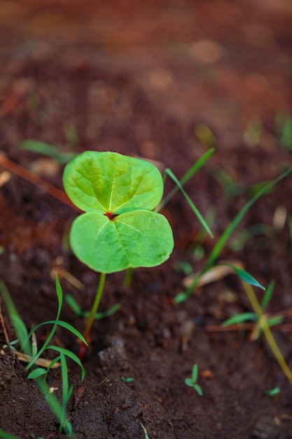 Petite plante de coton sur sol noir