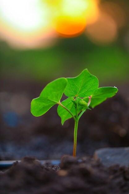 Petite plante de coton sur sol noir