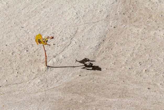 Photo petite plante dans un environnement aride