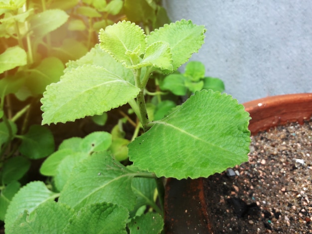 Petite plante dans le jardin