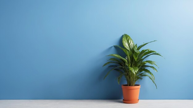 Photo petite plante dans une pièce bleue vide avec un espace de banque