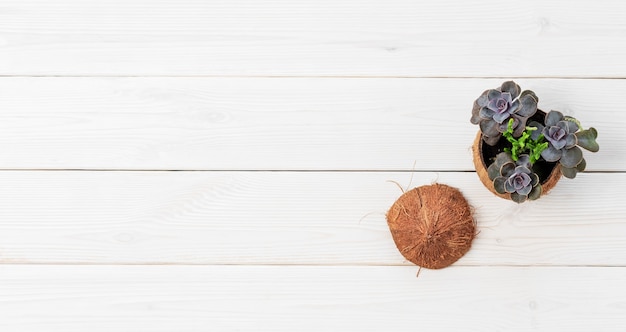 Petite plante dans un pot de noix de coco sur une surface en bois blanc