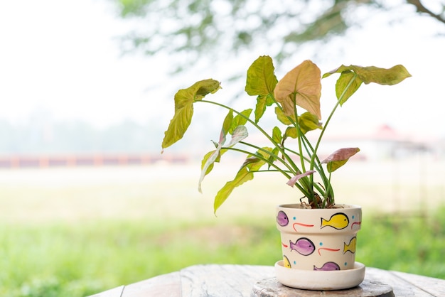 Petite plante dans des pots utilisés pour la décoration de café