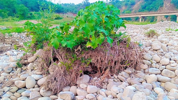 Une petite plante dans un vaste paysage rocheux