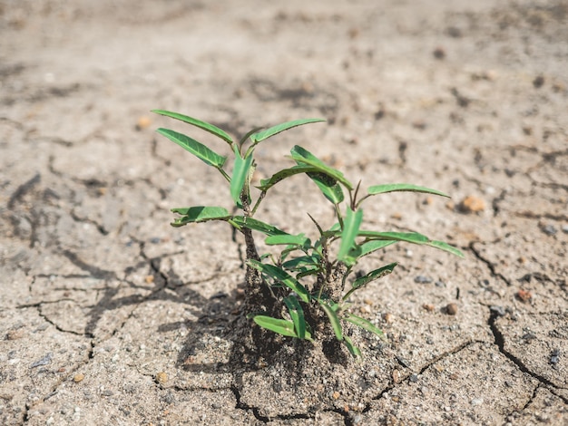 Petite plante essayant de pousser sur un sol sec et aride.