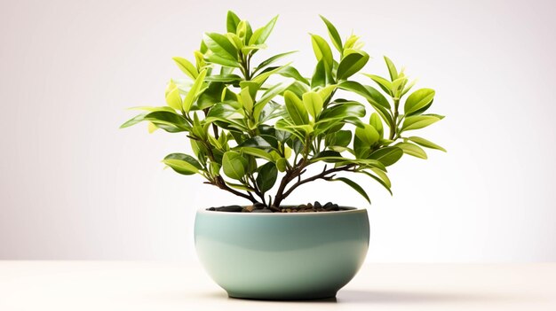 Une petite plante est dans un bol avec des feuilles vertes sur fond blanc