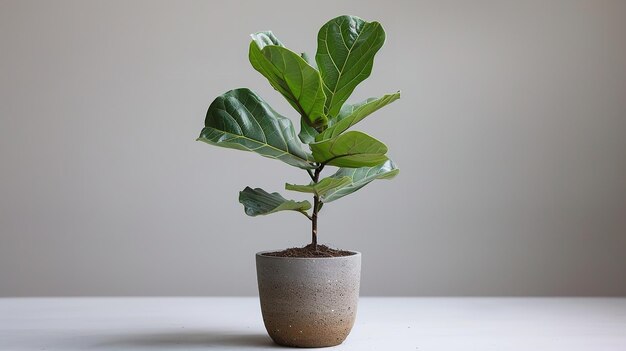 une petite plante est dans un pot avec une plante dessus