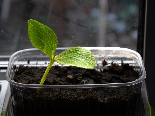 Photo une petite plante est dans un récipient transparent avec le soleil qui brille dessus.