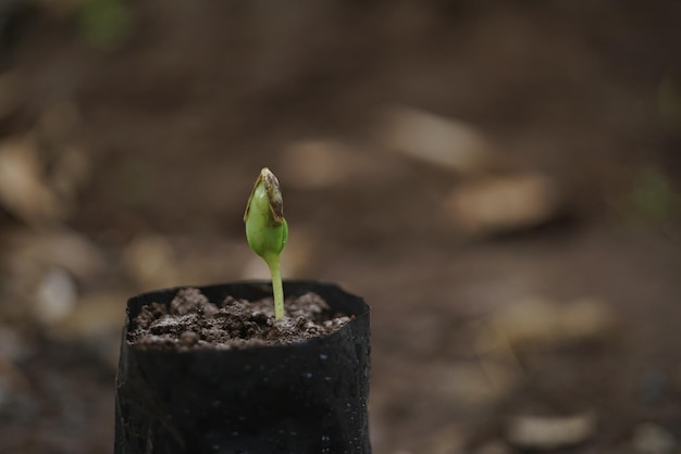 Une petite plante avec une feuille verte qui en pousse