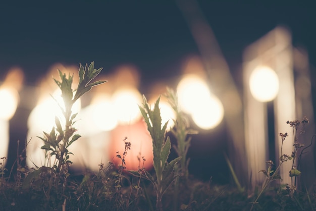 petite plante avec lumière bokeh