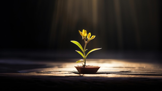 une petite plante masculine sur une table plate