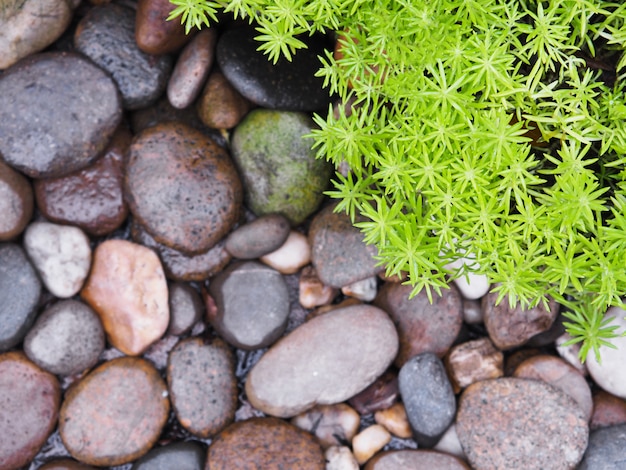 Petite plante et pierres sur le sol