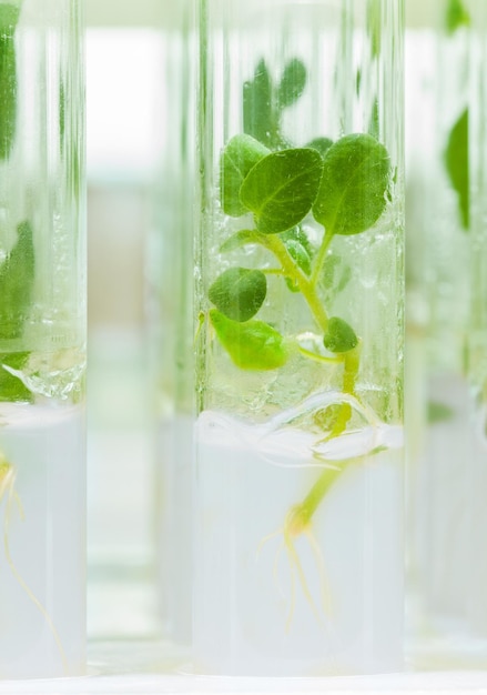 Petite plante de pomme de terre en tube de laboratoire