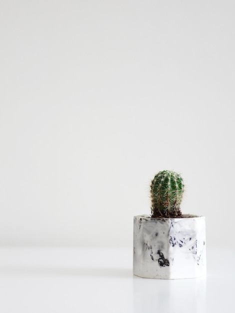 Petite plante en pot cactus sur fond blanc en vue de face
